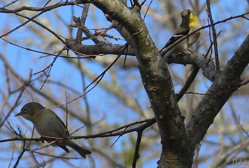 Orange-crowned Warbler & American Goldfinch 011208 027